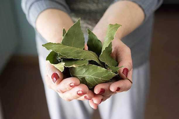 The ultimate guide to using bay leaves