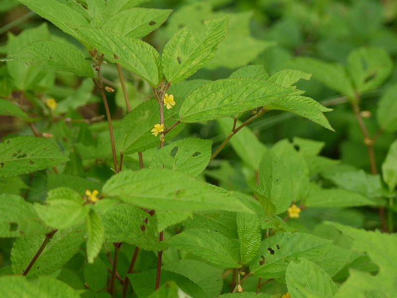 10 Nutritional and health benefits of jute leaves