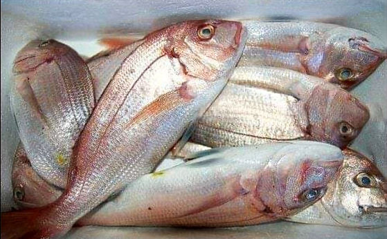 Frozen Snapper Fish Box 2kg