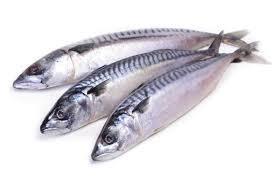 Frozen Mackerel (Titus) Fish Pack (3-4 pieces)