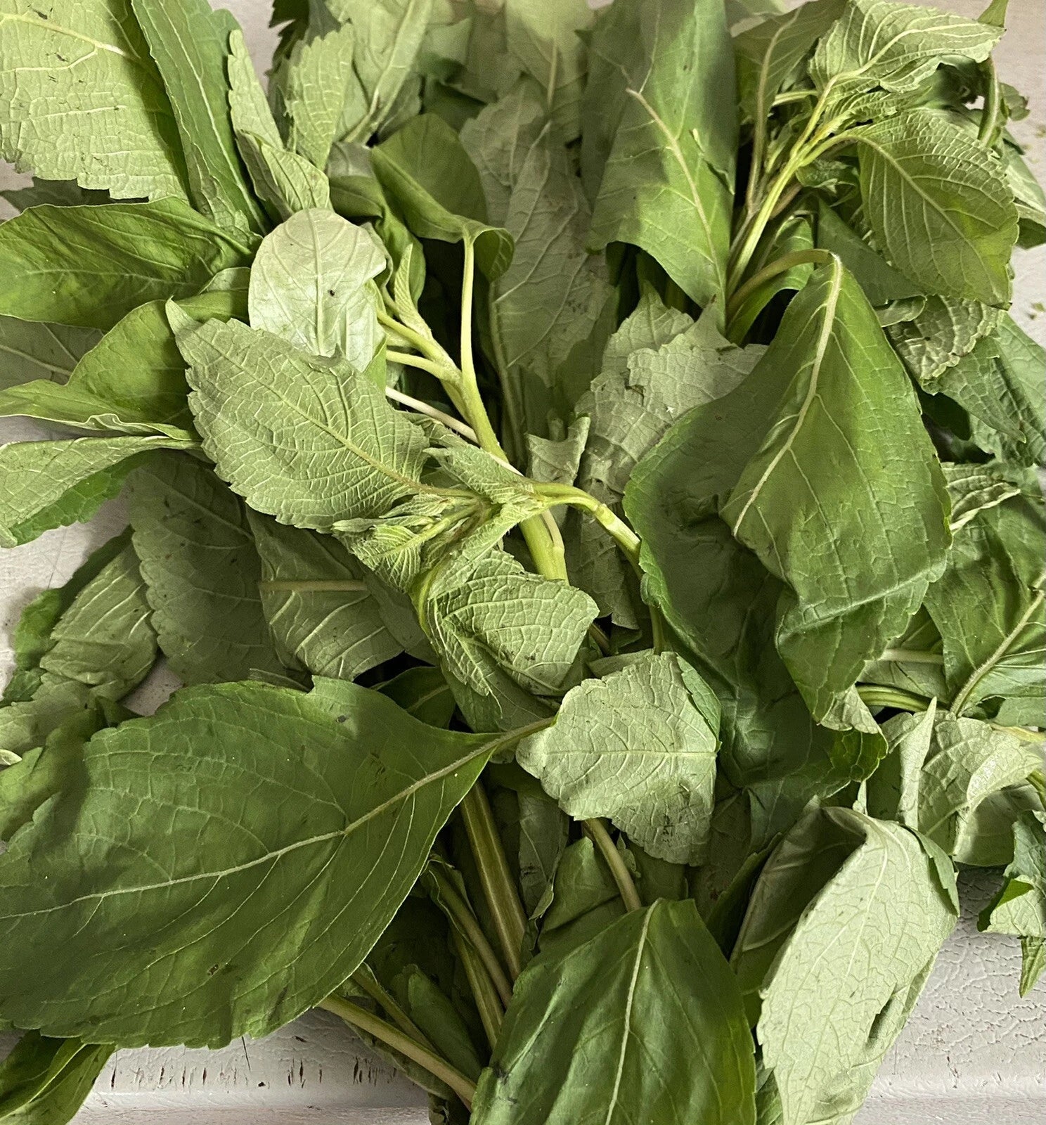 Fresh scent leaves efirin — aromatic Nigerian herb for pepper soup and traditional dishes