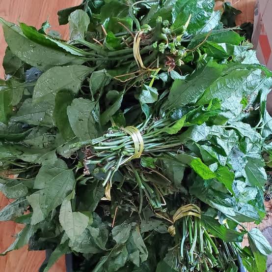 Fresh Ugu Leaves – Nigerian Fluted Pumpkin