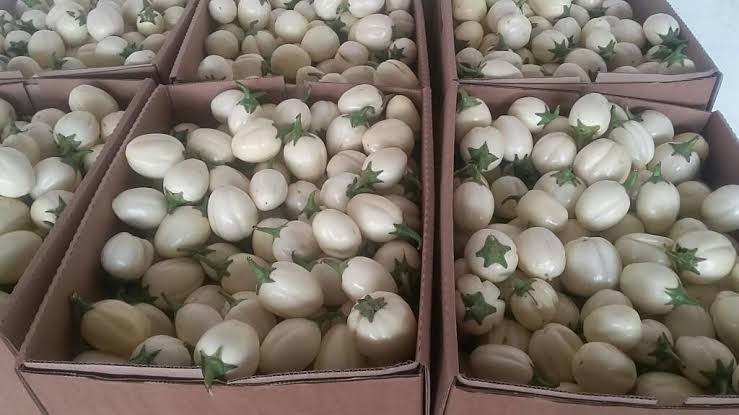 Fresh Egg Plant (Garden Egg) 1kg Box