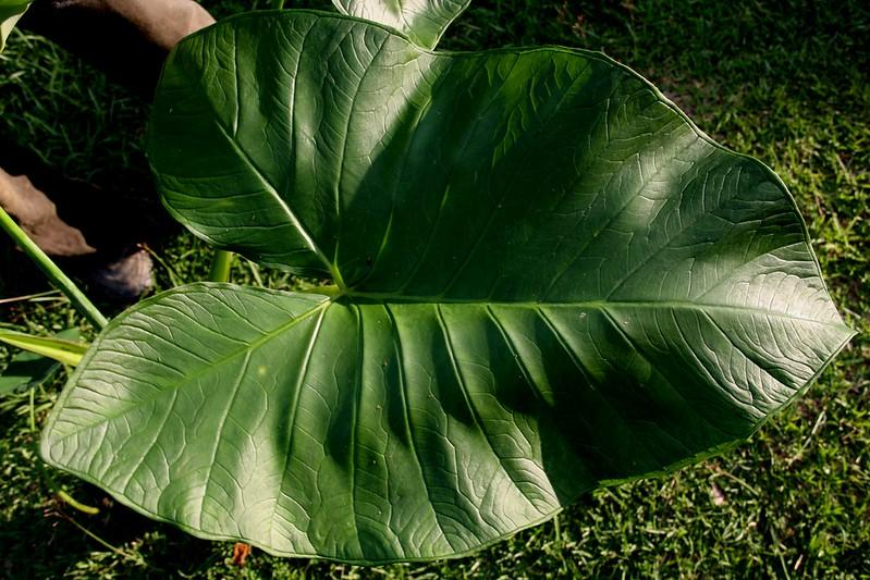 12 Health benefits of cocoyam leaves (Kontomire) – Niyis African ...