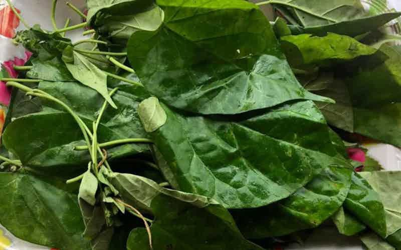 8 Health benefits of Uziza leaves