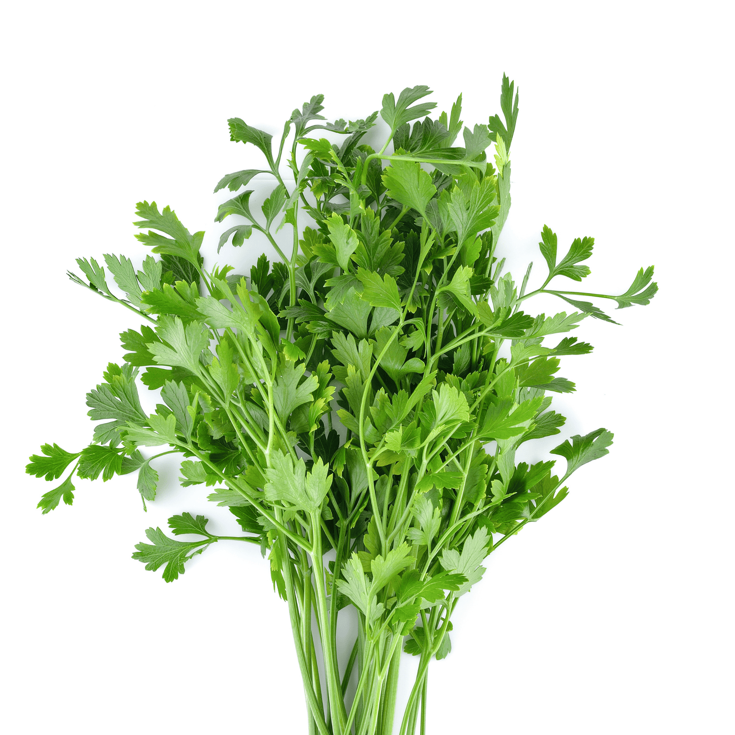 Fresh Parsley