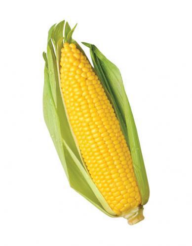 Fresh Sweet Corn