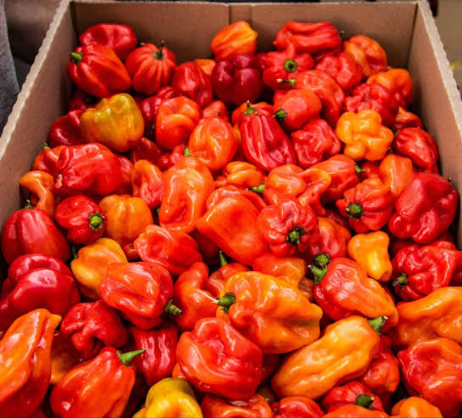 Fresh Red Scotch Bonnet Chilli Pepper Box 2kg – Niyis African Supermarket