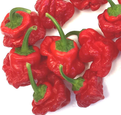 Fresh Red Scotch Bonnet