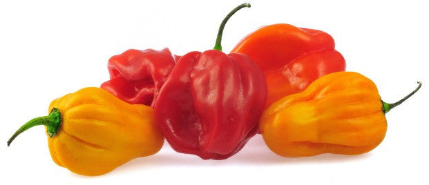 Fresh Scotch Bonnet