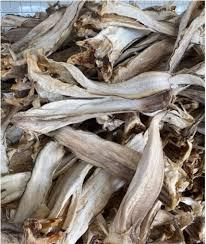 Niyis Stockfish Tusk