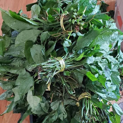 Fresh Ugu Leaves Box (10 Bunches)