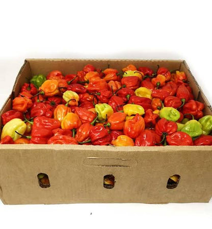 Red Hot Scotch Bonnet (Hot Pepper)