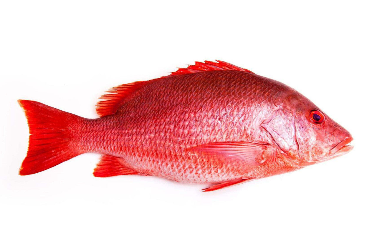 Snapper Fish