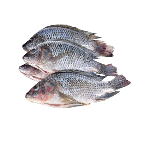 Fresh TIlapia